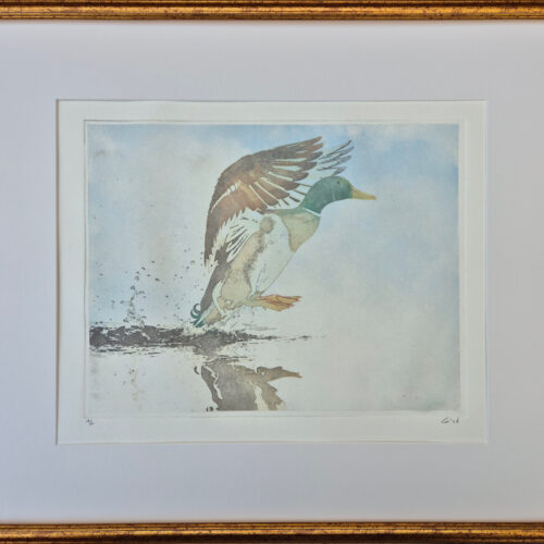 Mallard flight