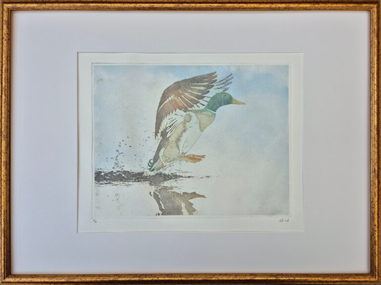 9-Pato-en-agua-frame