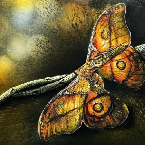 Night butterfly