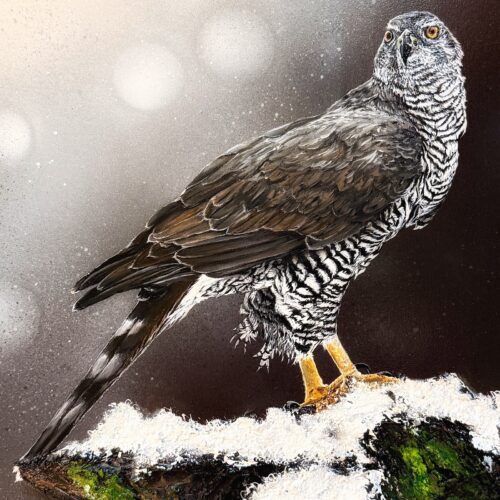 Bird #29 ( Eurasian goshawk)